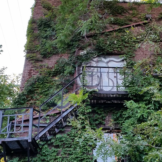 ivy removal service for client home by Solid Eavestrough